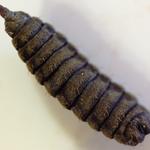 Picture of Black Soldier fly prepupa taken by Andrei after it exited his food scrap bin