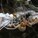 Image of a spider looking for tasty larvae - spiders, herps and wasps are common predators of Black Soldier flies..  