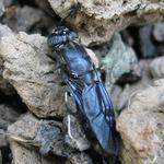 Image of an female adult Black Soldier Fly near bin looking for a place to lay eggs. 