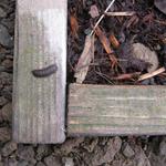 Image of mulch/wood barrier - very few larvae crawl beyond its edge. 