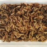 Image of young Black Soldier fly larvae harvested from food scrap bin before reaching the prepupa stage.
