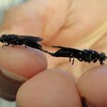 Image of Black Soldier flies mating -  passing on life to a new generation.
