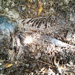 Image of Tuna carcass approximately 24 hours later - only the skeleton and outer head scales remain.