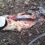 Image of large Tuna carcass a few hours after placing it inside a Black Soldier fly Food Scrap recycling bin.