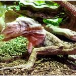 Image of Frilled dragon ready to to strike -  his eyes are fixed on a young Black Soldier larval meal  (see arrow).